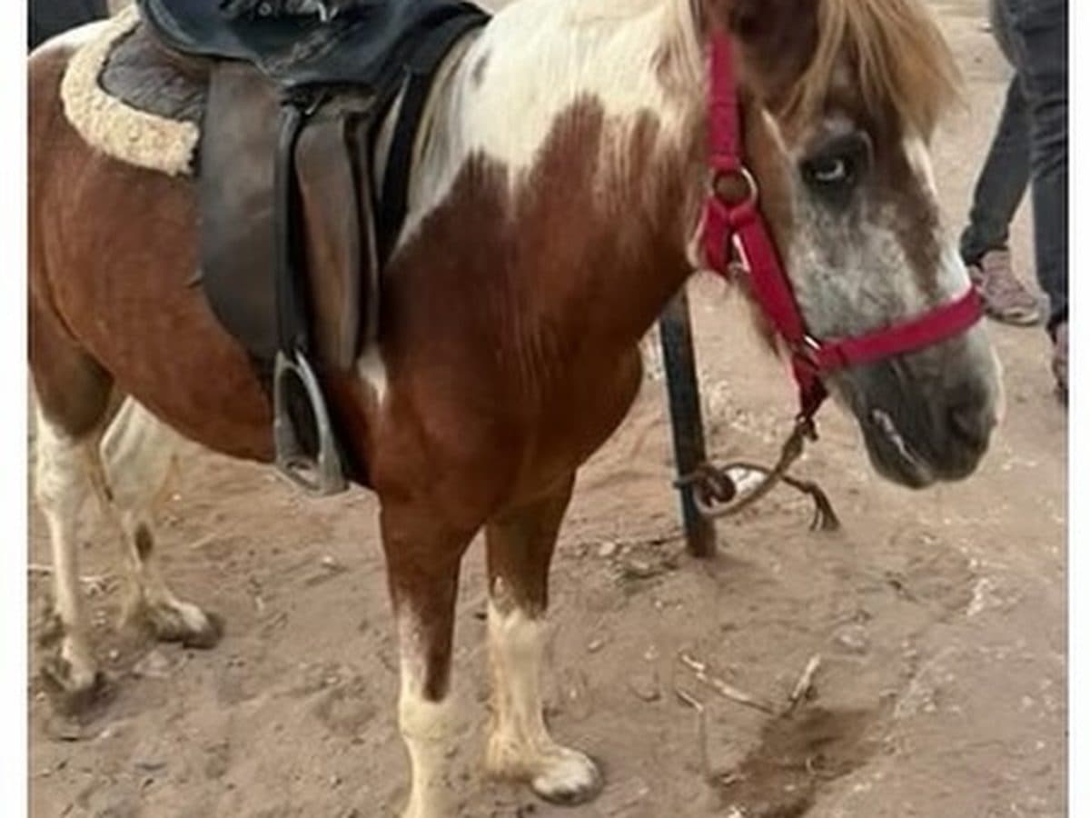 A very old skewbald pony, saddled and tied to a stake on the sand at Imouane beach
