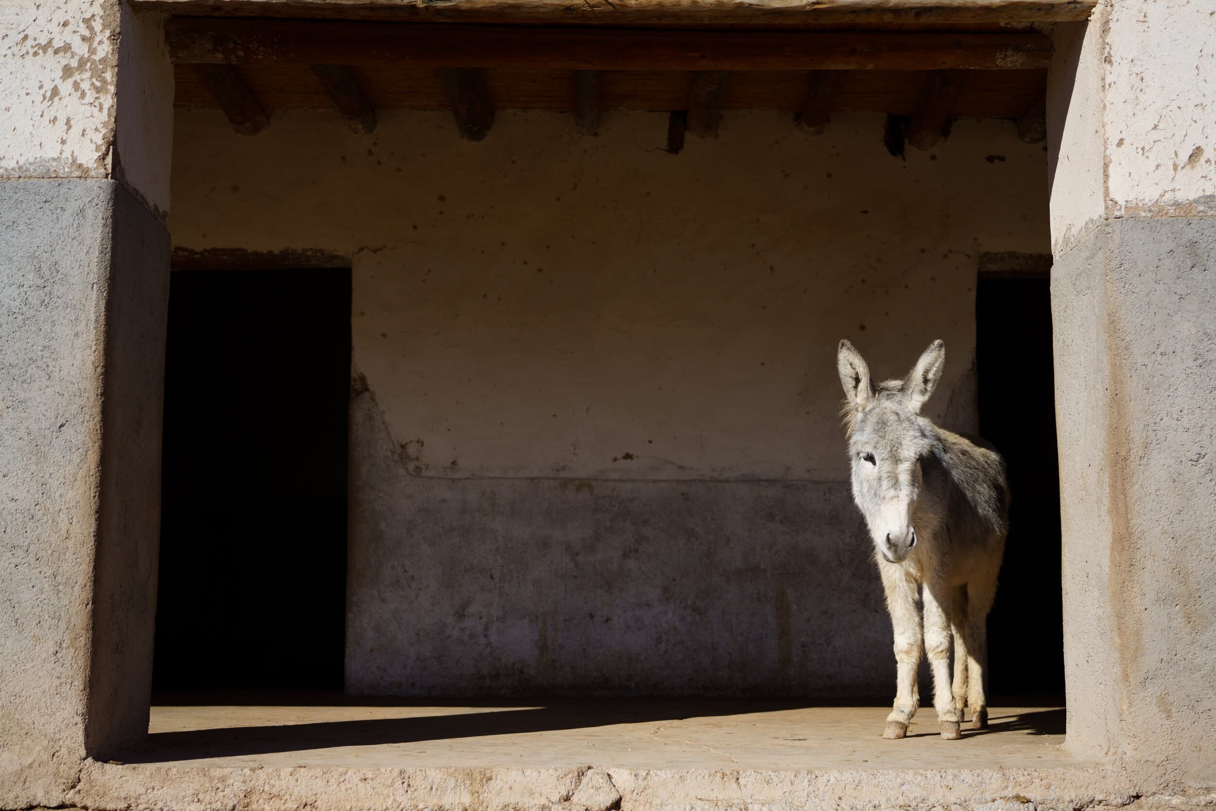 A donkey standing in the sunlit doorway of a traditional Moroccan building