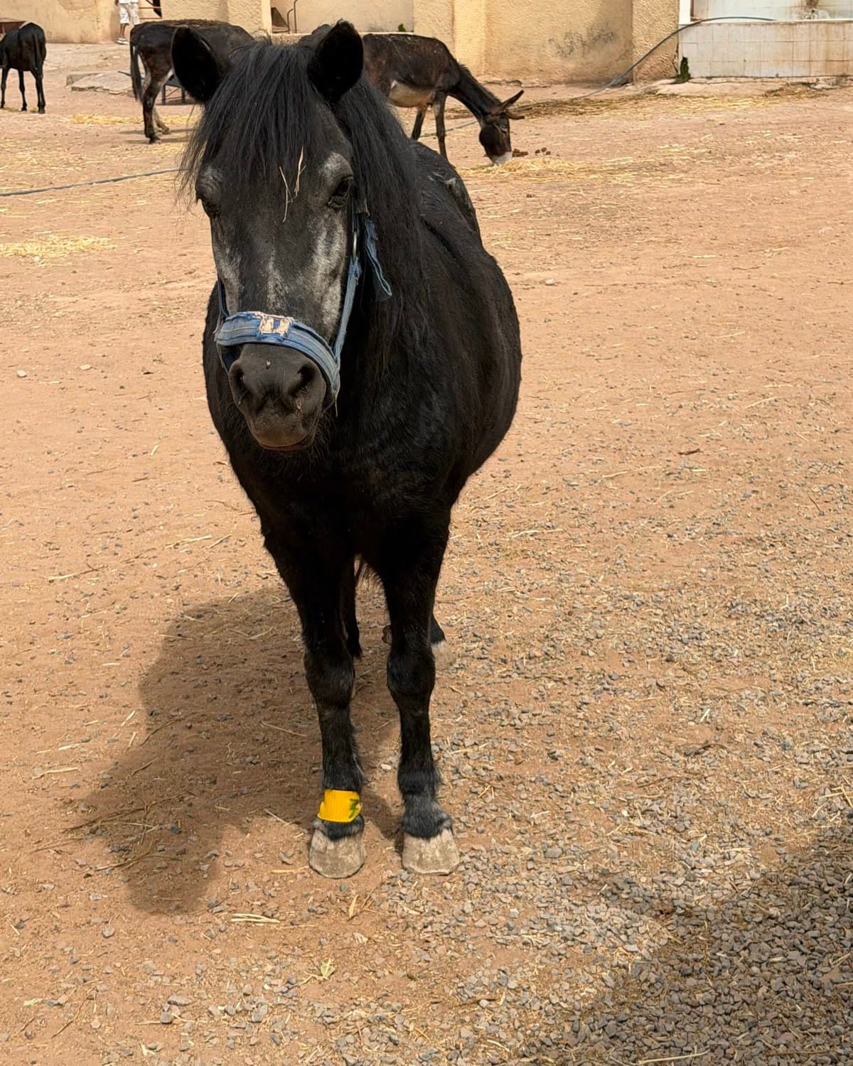 Birdie, a black pony with grey flecking, standing in the yard at Jarjeer