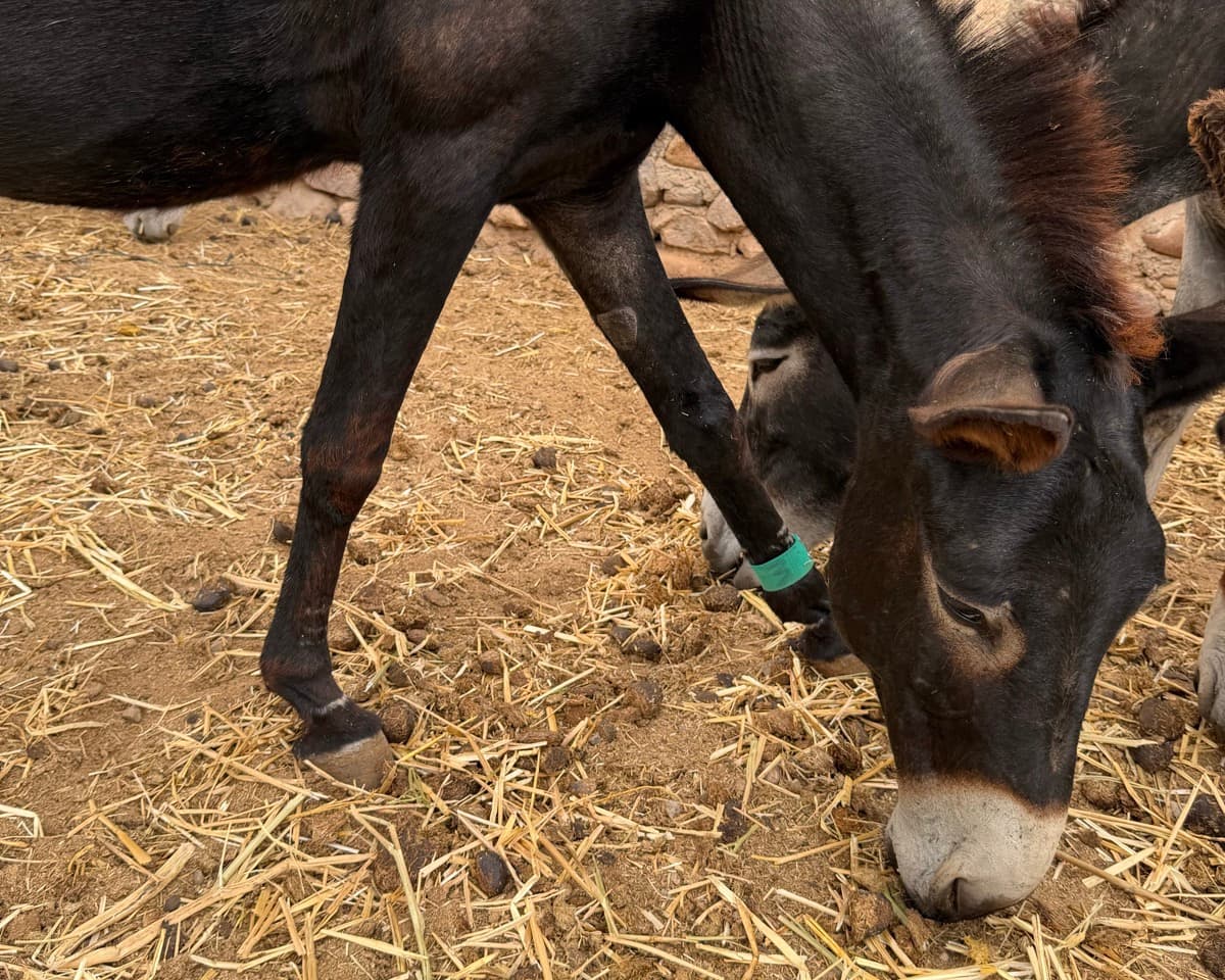 Daisy, a dark donkey, standing in the yard at Jarjeer with her green leg band
