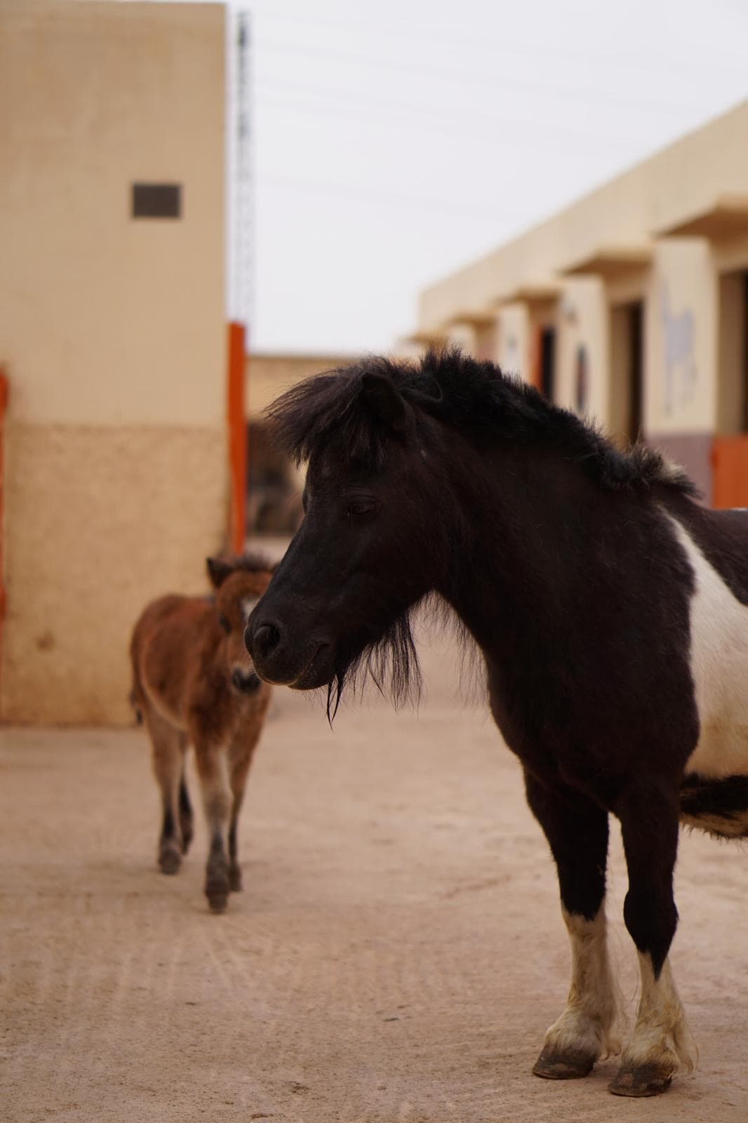 Halima standing in the stable yard with Marjana close behind her