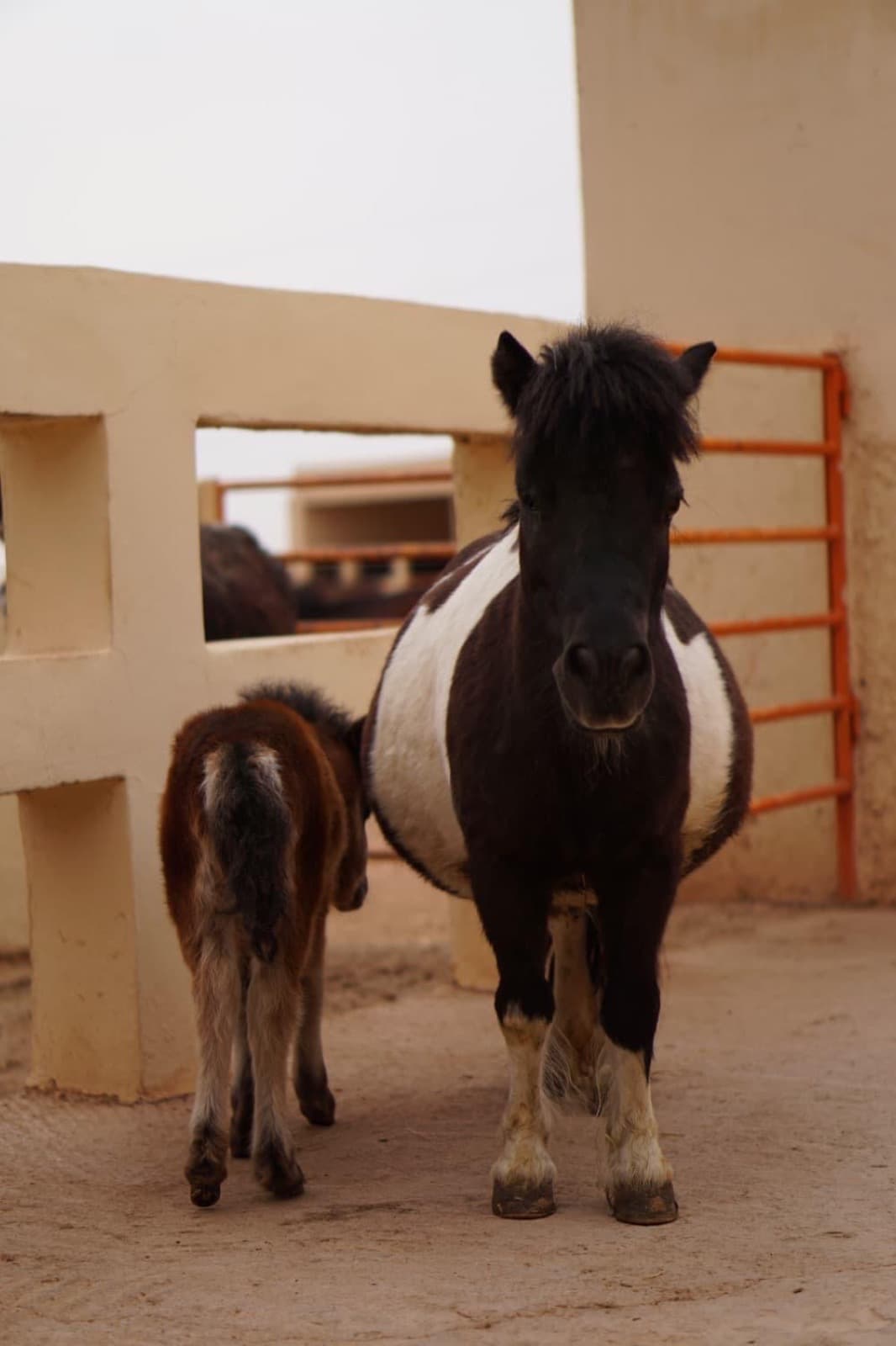 Halima, a black and white piebald pony, standing in the yard at Jarjeer with her newborn foal Marjana beside her