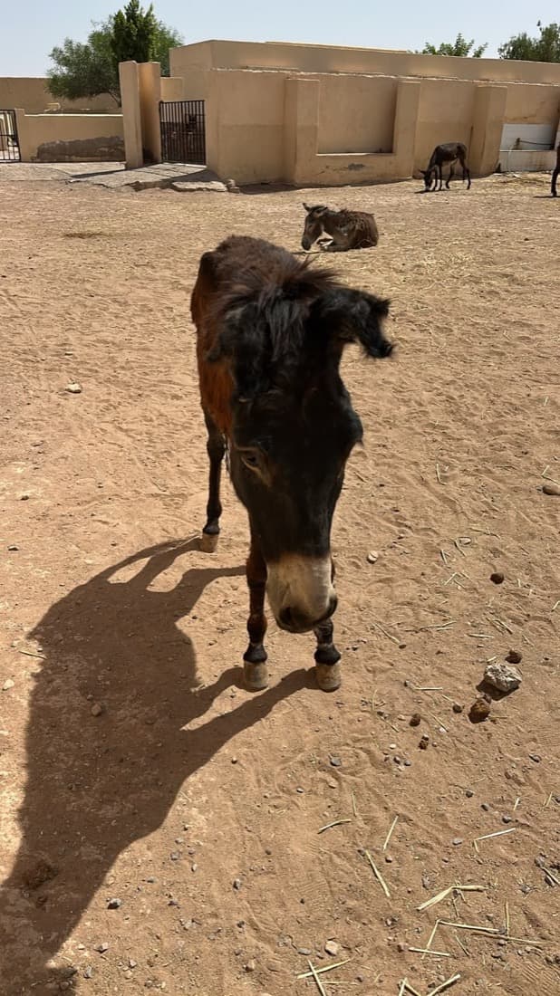 Hero, a donkey at Jarjeer