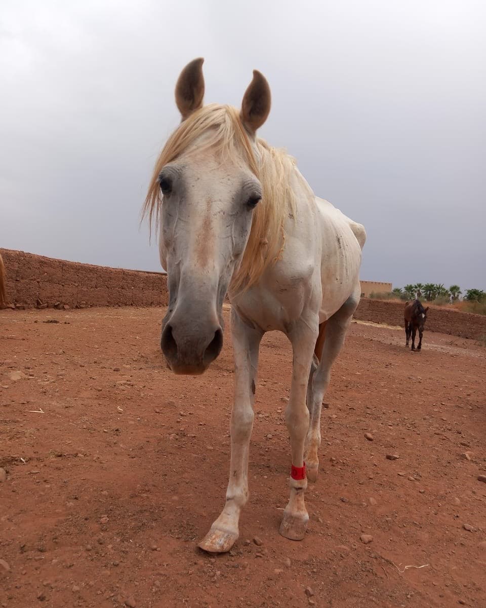 Laurel, a white horse with a flaxen mane over his face, walking up to the camera at Jarjeer