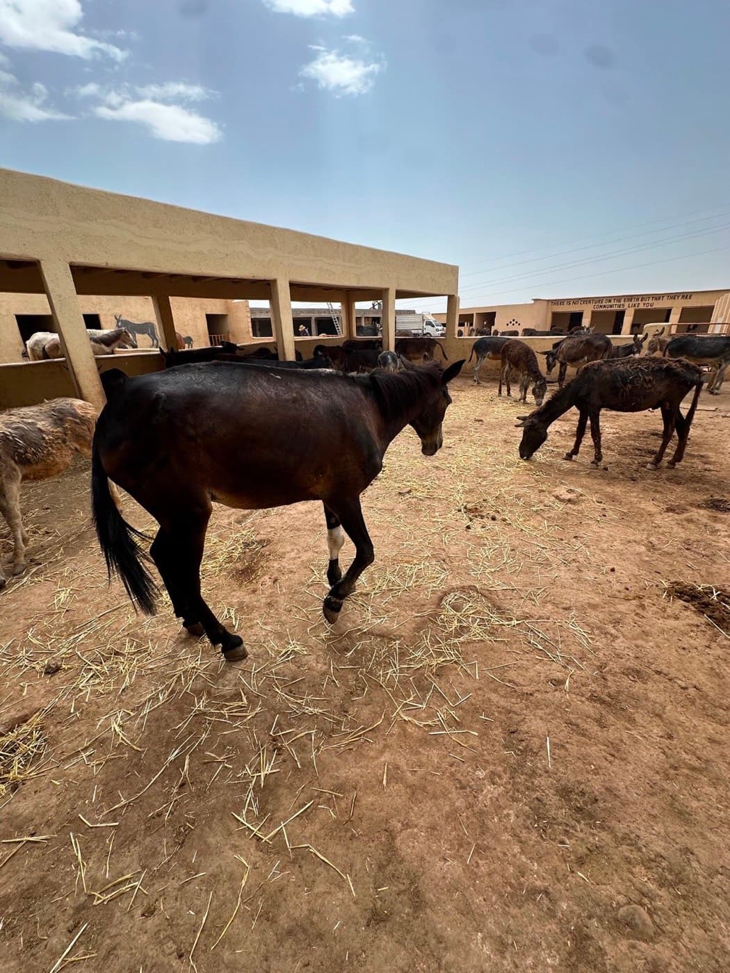 Lucky walking across the hospital paddock at Jarjeer among a group of donkeys, with the stable block behind