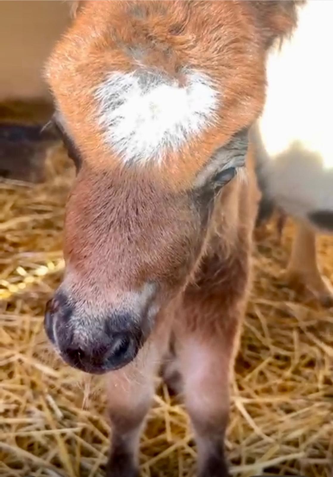 Marjana as a newborn foal, standing in deep straw, the white diamond already showing on her forehead