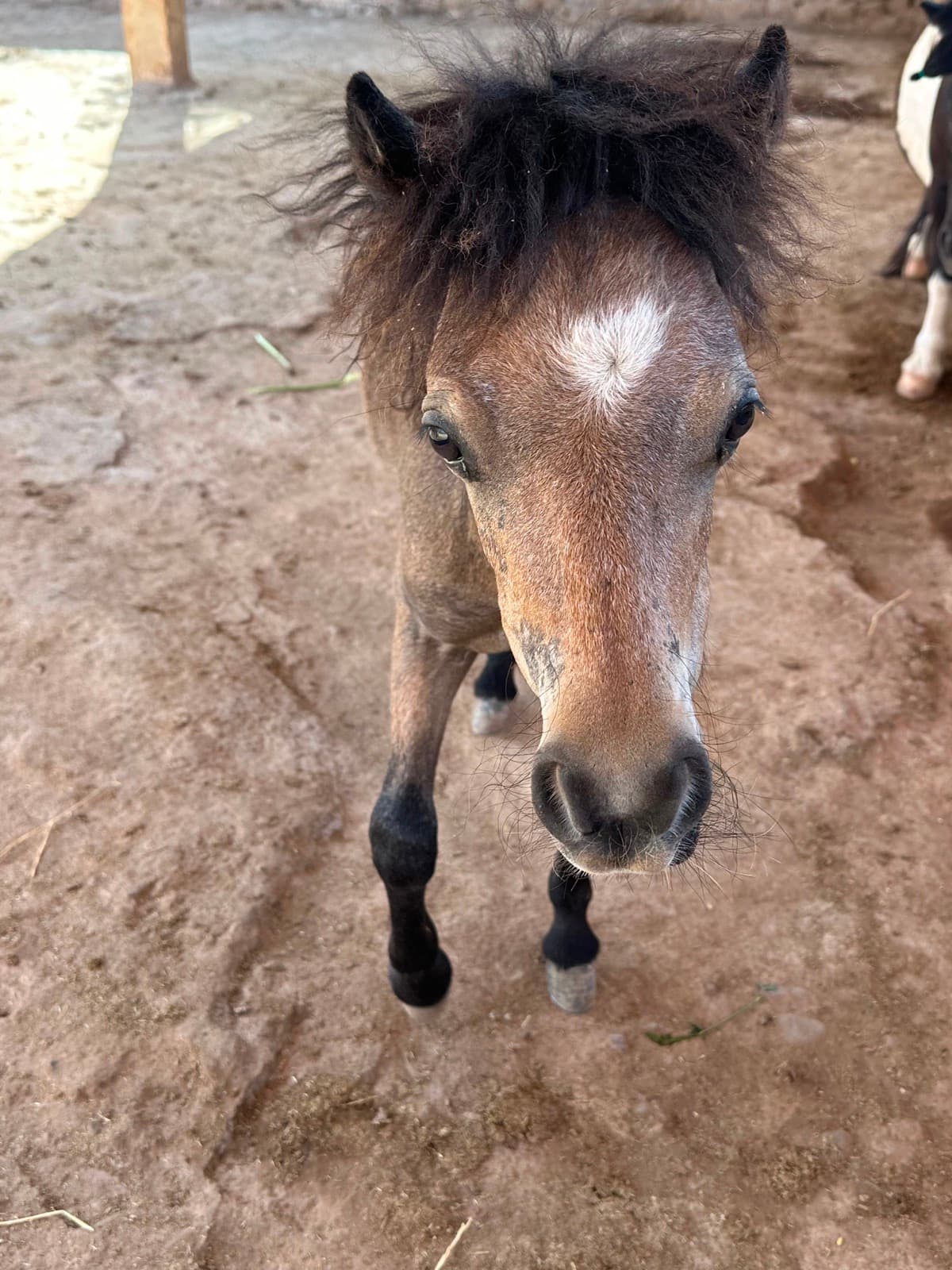 Marjana, a young dun pony with a white diamond on her forehead, standing in the shade of a reed shelter
