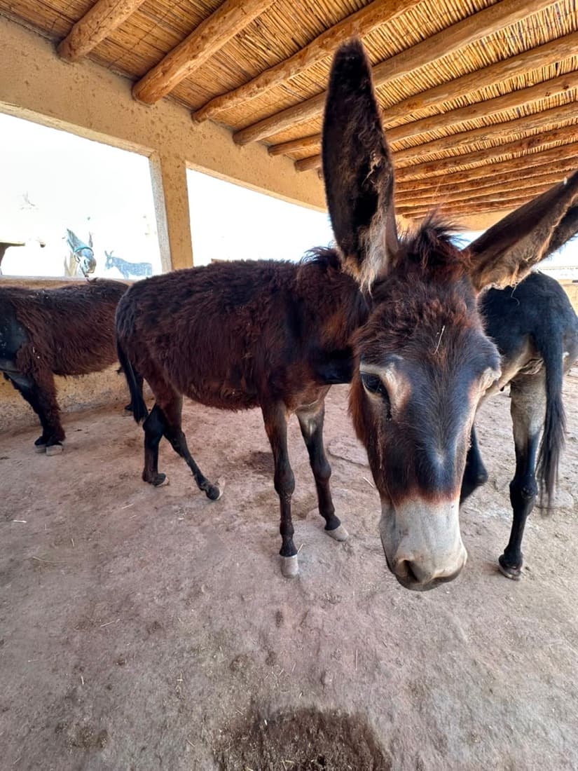 PeeWee, a donkey at Jarjeer