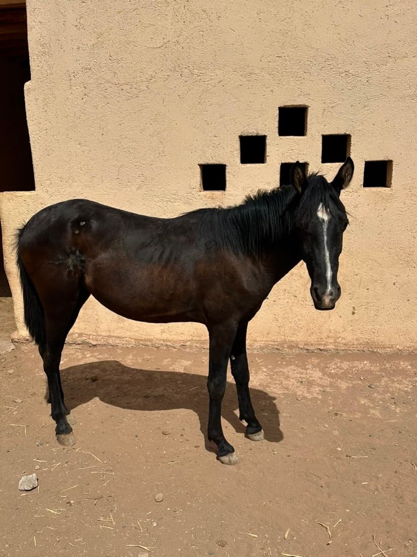 Polly, a horse at Jarjeer