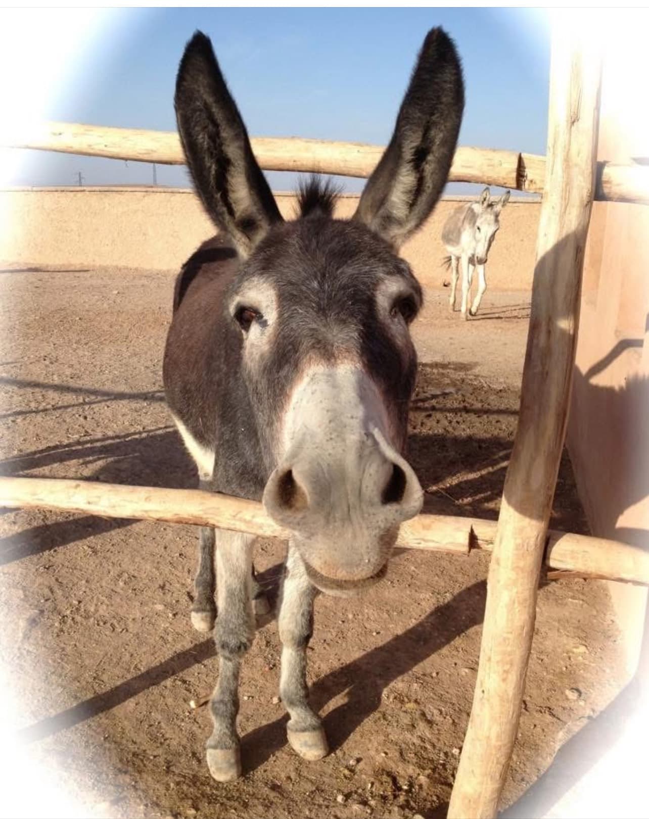 Tommy standing at the paddock fence with his ears up, looking straight at the camera, another donkey behind him