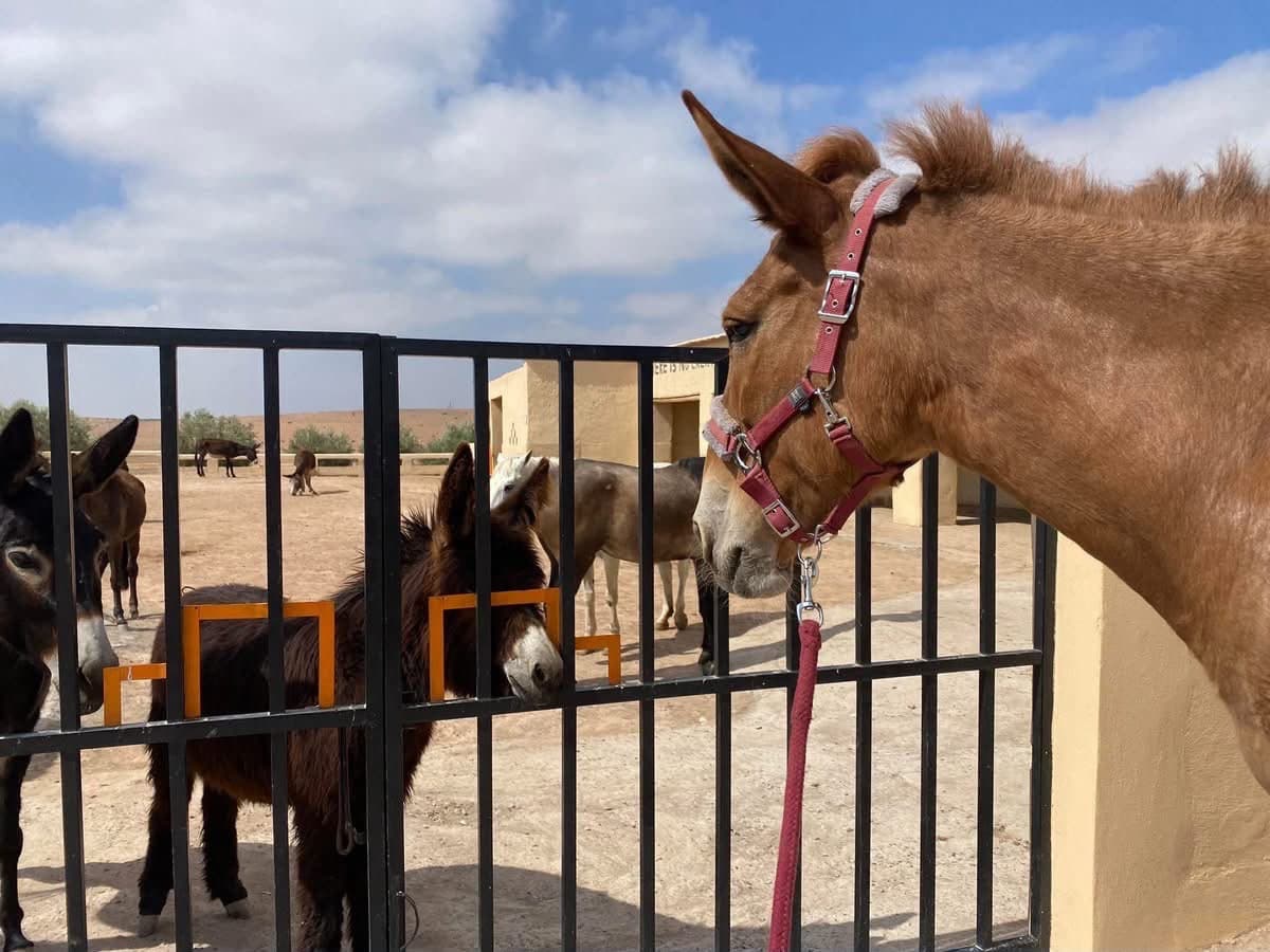 Tosca standing at the gate of the donkey paddock, nose to nose with the donkeys inside