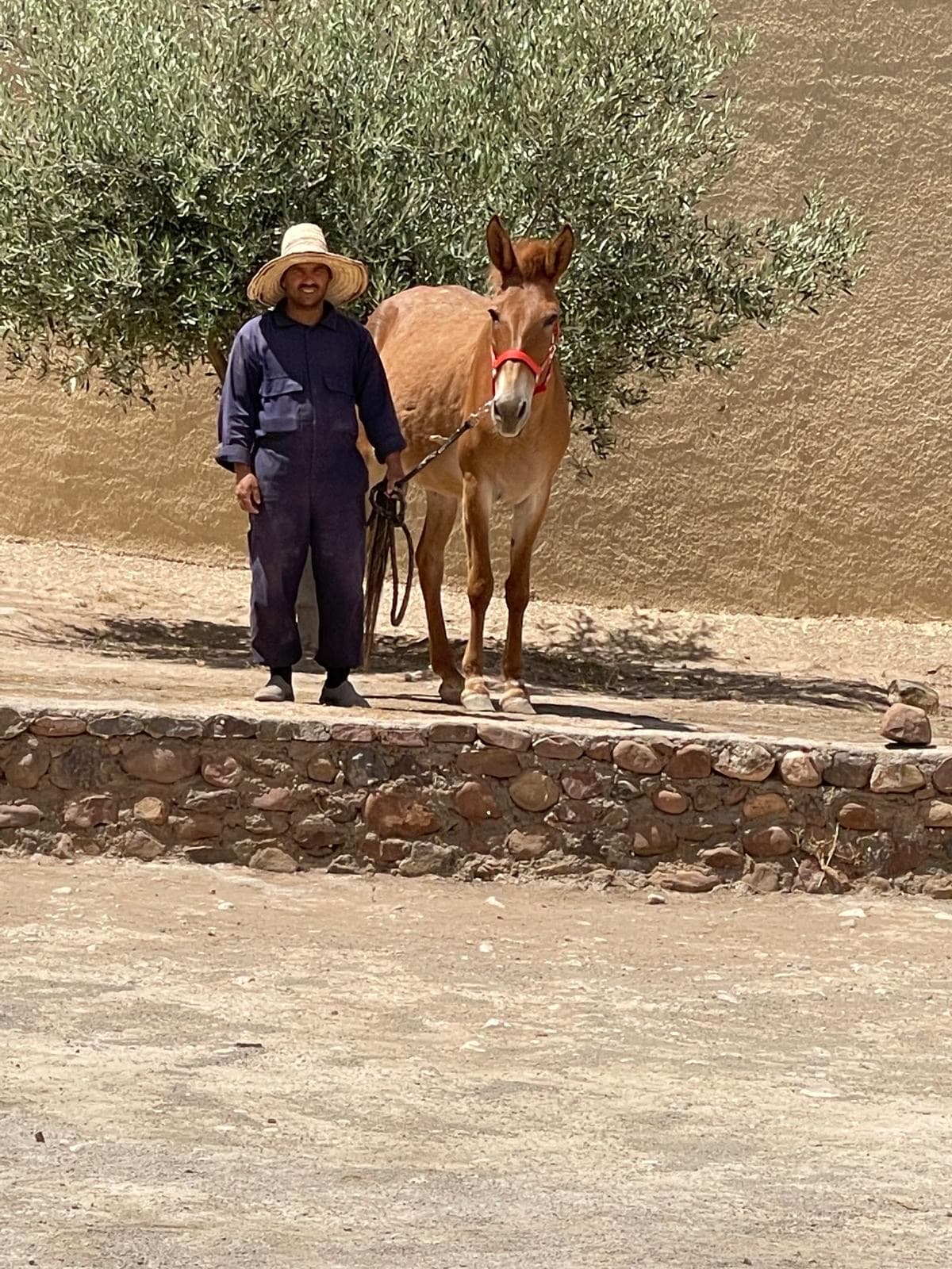Tosca, a chestnut mule in a red head collar, led along a path by a keeper at Jarjeer