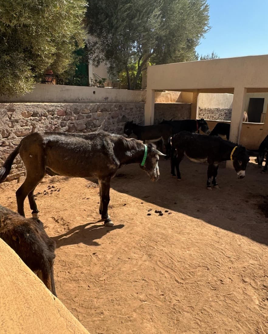 Trigger, a mule at Jarjeer